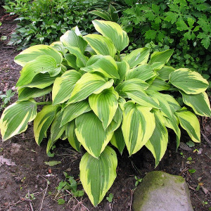Комплект 5шт / Хоста Антиох (Hosta Antioch) Комплект 5шт / Хоста Антиох (Hosta Antioch)