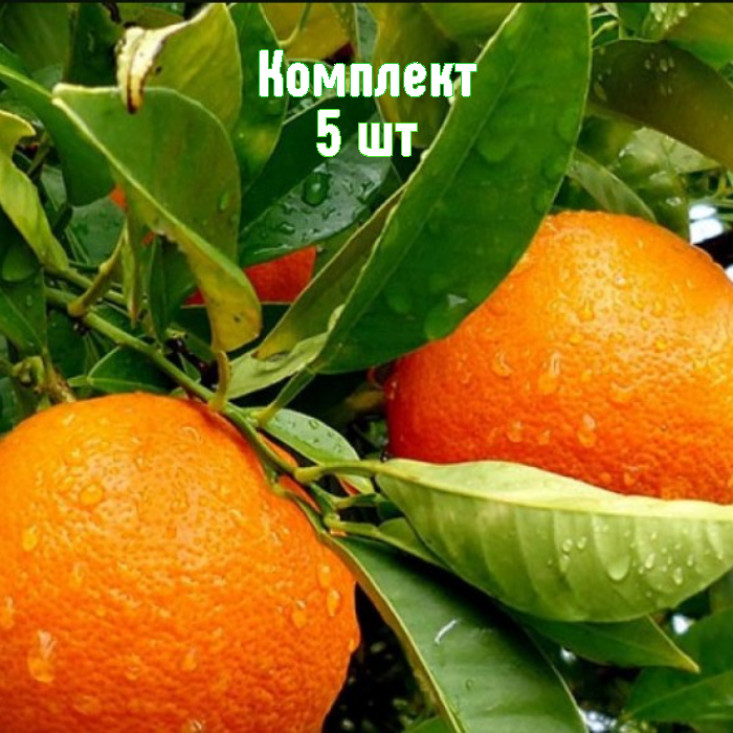 Комплект 5шт / Апельсин Королек Комплект 5шт / Апельсин Королек