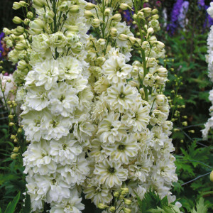 Саженцы Дельфиниум Грин Твист