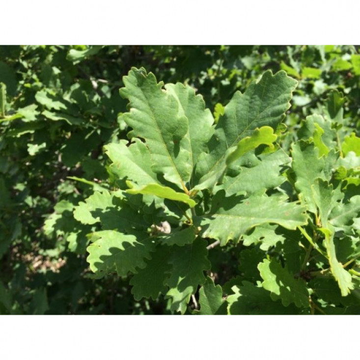 Дуб Крупнопыльниковый 100-150 см - Природная красота и долговечность Дуб Крупнопыльниковый 100-150 см - Природная красота и долговечность