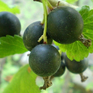 Саженцы Йошта Йохини