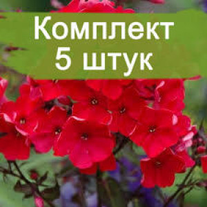 Комплект 5шт / Флокс Тенор Комплект 5шт / Флокс Тенор