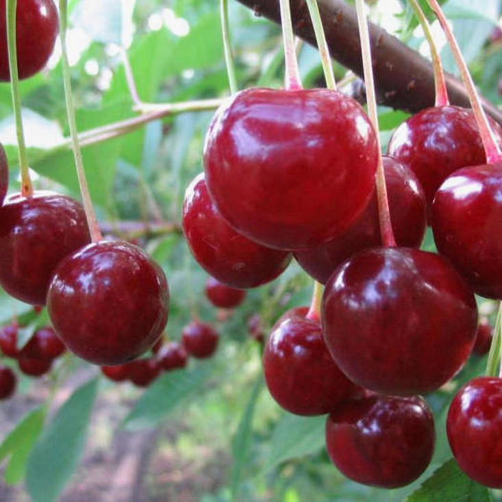 Вишня Песковацкая Вишня Песковацкая